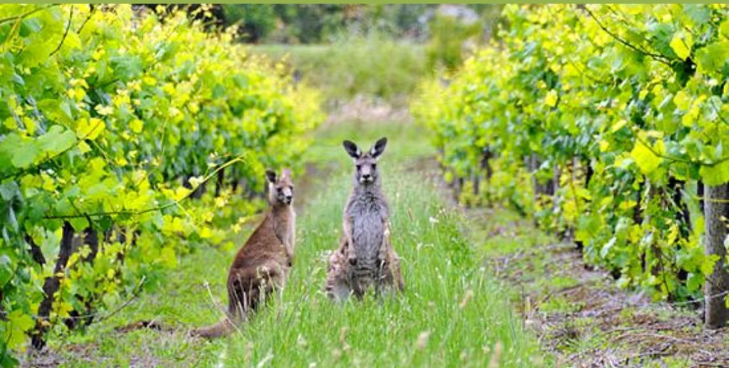Two kangaroos sitting in a vineyard surrounded by lush green grapevines in the Margaret River wine region.